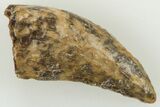 .79" Tyrannosaur (Nanotyrannus?) Tooth - Montana - #204185-1